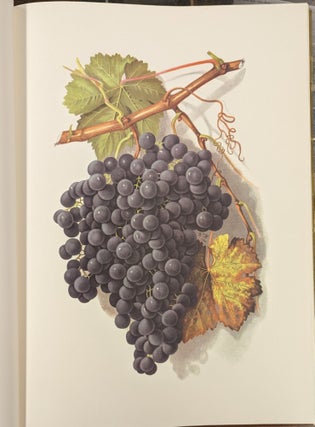 Grapes and Grape Vines of California