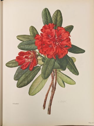 The Rhododendron, 2 vol.