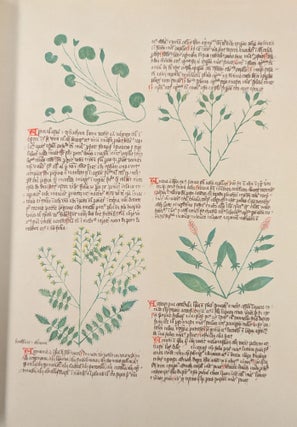 De Simplici Medicina: Krauterbuch - Handschrift aus dem Letzten Viertel des 14.Jahrhunderts im Besitz der Baslaer Universitats-Bibliothek