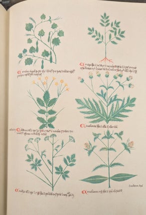De Simplici Medicina: Krauterbuch - Handschrift aus dem Letzten Viertel des 14.Jahrhunderts im Besitz der Baslaer Universitats-Bibliothek