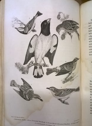 American Ornithology or, The Natural History of the Birds of the United States.