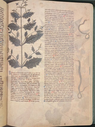 Tractatus de Herbis, British Library Egerton MS 747, 2 vol.