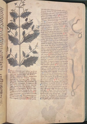 Tractatus de Herbis, British Library Egerton MS 747, 2 vol.