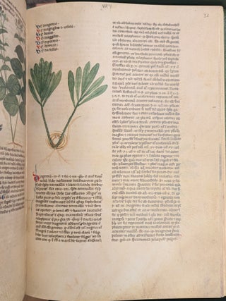 Tractatus de Herbis, British Library Egerton MS 747, 2 vol.