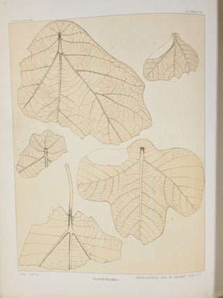 Contributions to the Fossil Flora of the Western Territories, Part III: The Cretaceous and Tertiary Floras (Department of the Interior Report of the United States Geological Survey of the Territories, Vol. VIII")