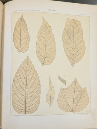Contributions to the Fossil Flora of the Western Territories, Part III: The Cretaceous and Tertiary Floras (Department of the Interior Report of the United States Geological Survey of the Territories, Vol. VIII")