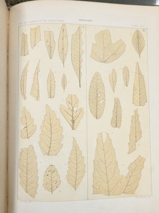 Contributions to the Fossil Flora of the Western Territories, Part III: The Cretaceous and Tertiary Floras (Department of the Interior Report of the United States Geological Survey of the Territories, Vol. VIII")