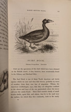A History of the Rarer British Birds