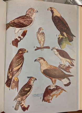 Birds of Saurashtra India